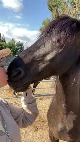 vlogging with Bane. #fresianhorse #pretty #Vlog 