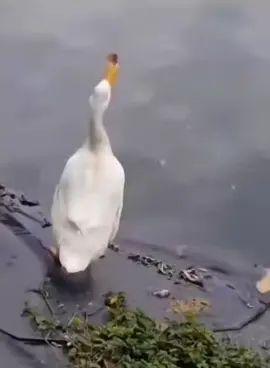 duck goes crazy trying to catch a pesky butterfly  #fypdong #fyppppppppppppppppppppppp #fypp #fypdongggggggg #fypシ゚viral #fypage #fyp #funny #duck #butterfly 