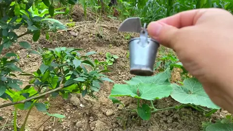 今天的辣椒，不辣😸#kitchenremodel #minitoy #foodiesoftiktok #minicooking #minithings #minilife #miniworldvnng #funnytiktokvideos #minifoods #tinythings #decompressedvideo #funnytiktokvideos😂😂😂😂 #minikitchenindia #tinykitchen #asmr #asmrcookingsound #teachyoutocook 