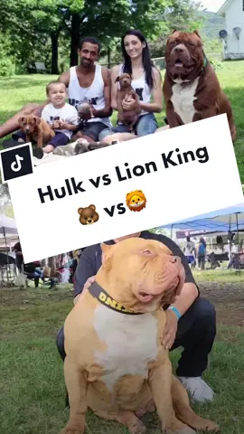 Hulk và Lion King con nào khủng hơn #thú_cưng #bullyxl #Bully 