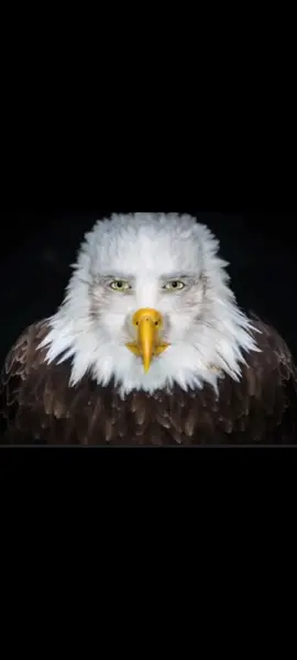 Syzo? nah, im better.#funny #trend #meme #fypシ #fyp #fy #eagleface 