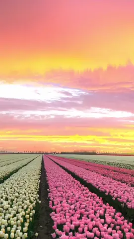 When tulips blend with the sunset #sunsetcolors  #sunsetcolors  #sunsetsky  #sunsetpainting  #sunsetpaintingsesh  #sunsetphotography🌇❣️  #skywalker  #skypainting  #skyphotography  #skyphotographyht  #skycolorsevolution  #skyloversmag  #flowerkiss  #flowerlovers