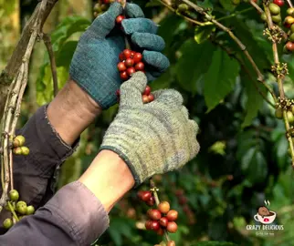 Harvested from the Crazy Delicious Ca Phe farms in Lam Dong province, Vietnam #crazydeliciouscaphe #arabica #robusta #export #vietnamcoffee