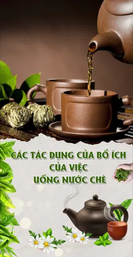 Các tác dụng bổ ích của việc uống nước chè #chexanh #thainguyen #chetancuongthainguyen #thuongtra #dulich #tiktok #xuhuong