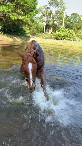 I freed my orcas yesterday. It was amazing they swam right back home after. After a bath, straight to their feed stations. WATCH THE SPLASH ZONE!  ———-  Find our story at www.GoFundMe.com/they-are-my-world  #fyp #horse #horses #cashsclassicsierra #lordshipsfleet #horserider #dressagehorse #equestrianstyle #equinephotography #paard #art #cavalos #jumping #horsegirl #horsemanship #photooftheday #dchen #mare #cowboy #horseshow #instagood #horselovers #quarterhorse #animals #horseoftheday #pferdem #p