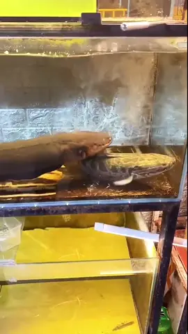 @mermaid #fyp #aquariums #aquariumfish #snakehead #electric eel#snakeheadfish 