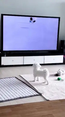 My dog is so cute, watching TV by TV rolling ball scared too funny # cute pet # dog # funny department