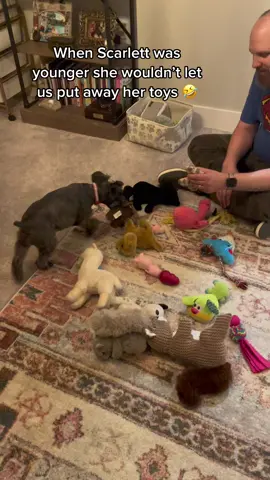 #dogtoys #dogsofttiktok #dogsoftiktok #adorabledogs #minischnauzer #minischnauzersoftiktok #seinordog 
