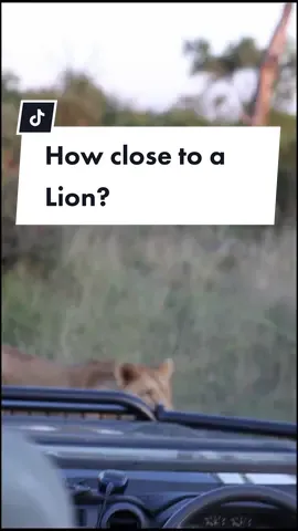 Up close and personal with wild lions. An unforgettable experience to watch a lioness walk right past us on Safafi, while at Lion Sands Game Reserve in the Sabi Sand South-Africa.  Doesn't get much better than this - a bucketlist adventure experience I can recommend for anyone. #wildlife #wildlifephotographer #wildlifeofafrica #lion 