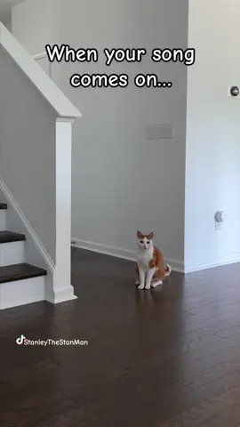 When your song comes on… #catsoftiktok #dance #funny 