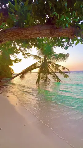 Maldives island 🌴🌲🏝️☀️🇲🇻 #indianocean #sunnysideoflife #visitmaldives🇲🇻 #tiktokmaldives🇲🇻 #visitkendhoo 🤩🤩🤩🤩🤩🤩🤩