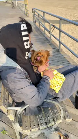 Yoyo needs attention 24/7 #crochet #crochettiktok #nyc #brooklyn #yorkie #dog #foryou #fyp 