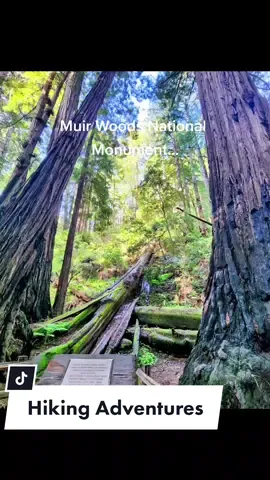 These ancient trees are beautiful giants!!! Gods of their own! It was magnificent being there next to their timelessness.#hike #hiketok #hiketokers #hikingadventures #hikersoftiktok #interfacebroken #hikingszn #Hiking  #muirwoods  #muirwoodsnationalmonument  #redwoods  #californiaredwoods  #sequoia 