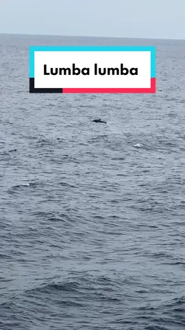 Ya Allah alhirnya bisa liat lumba2 di perjalanan laut, bagus banget 😍😍. ___________ 📍bau bau, sulawesi  #lumbalumba #sulawesi #baubau #travel 