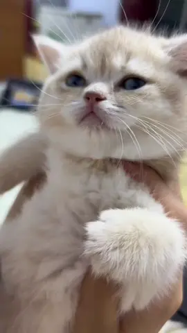 #cat #cute  