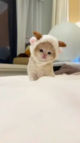 #cat #cute  