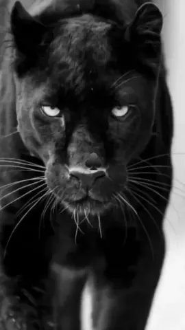 #اني_حرة_نعيش_حياتي_كيما_نمر🐆🫀🫶🏻#سطايفية____و__أفتخر#🐆🖤 