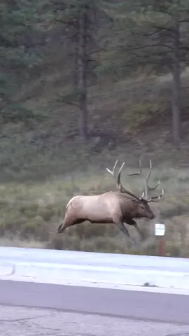 Wow! This happened last September during the rut in Estes Park Colorado. I was parked on the side of the road and just got so lucky to see this. #bullelk #elk #elkrut #bullelkcolorado #bigbullelk #kingbullelk #elkrunning #elkrutcolorado #elkrutseason #amazingvideo #wildlofevideo #foryou 