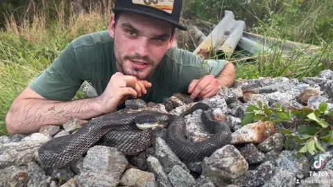 An Eastern Rat Snake letting me get a super close look, these guys are nonvenomous and completely harmless so I’m in no danger.  #easternratsnake #wildlife #explore #fyp #nature #foryou #foryourpage #foryoupage #reptile #safe #nonvenomous #wild 
