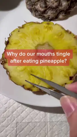 This is why eating pineapple can make your mouth tingle 🍍 (TikTok: @sf_microscopy ) #pineapple  #pineapples  #Foodie  #microscope  #foodfacts  #tastebuds  #calcium  #pineappletingle  #crystals  #birmingham  #birminghamuk