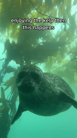 kelp watchers beware #seal 