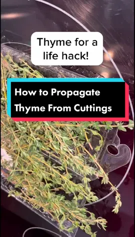 Thyme is an easy herb for anyone who is wanting an indoor kitchen garden! We share how to propagate store-bought thyme at home with ease for an endless supply of fresh thyme. #TheSpruce #kitchengarden #herbgardening #propagatewithme #indoorgardentips #easygardening 
