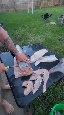 Processing a Paddlefish! Sharp utensils needed! They are delicious #paddlefish #spoonbill #fishing #filletingfish #freshwaterassassin #steaks #knifeamonth @Knife A Month 