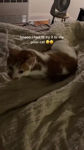 He was just sleeping 🥹🥺 #cat #cats #funnycats #mikaylasvoice 