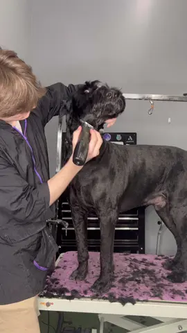 #giantschnauzer #doggrooming #dogs #dogsbylogan 