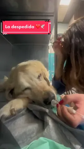 La despedida para la que nadie te prepara 😭❤️🐶🕊️ Te amo Morti #labracolors #yellowlab #goldenlab #labradordorado  #labradorretriever #seniordog  #labradoramarillo  