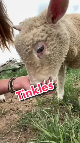 Pardon the ugly cry….i did not expect her to come to me for months!!!! #sheep #sheepfarm #sheepfarmer 