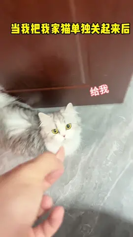 #cutecat #pets #萌宠 