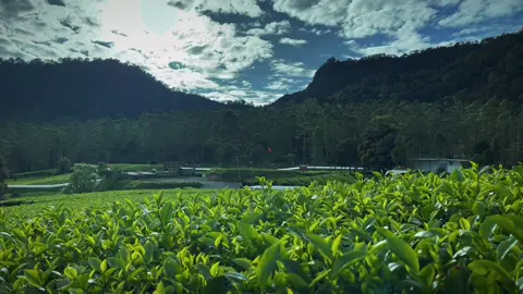Sampurasun wargi-wargi #tiktok wilujeng enjing tepang deui sareng #sabtu di #wayangwindupanenjoan #pangalengan #bandung #jawabarat #indonesia #viral #fyp 