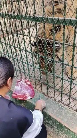 #fyp Brother saliva eats beef. You're angry about eating!#tiger