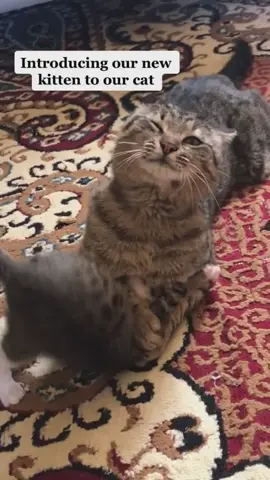 Caption this 😹😹😹 #fyp #foryoupage #catsofinstagram #funnycats #funnyvideos #cutecats #catlovers #tabbycat #funnycatsoftiktok 