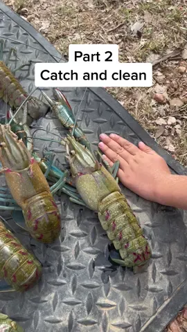 We cleaned up the redclaw at Lake Maraboon last weekend, had a wicked time! #crayfish #redclaw #epiccatch #australianredclaw #fishing #freshwatercrayfish #tipsandtricks 
