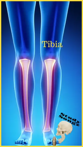 Skeletal Bones of the upper and lower extremities: full song on #youtubemusic #amazonmusic #applemusic #iTunes #spotify  #studygram #music #anatomy #learning #foryou #science #artist #bones #fun 