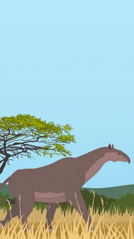 Paraceratherium Walk cycle done by@tylerstoneart!#Paraceratherium #paraceratheriumappreciation #fyp #viral #extinctanimals #animations