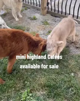 these cute Mini Calves are available for sale  #MiniCow #Highland #farmlifeisthebestlife #fypシ゚viral #minihighland #minihighlandcows #tiktokusa🇺🇸 #Cows #Farm #Cattle 
