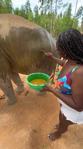 Elephant Wildlife Santuary Phuket Thailand on out Honeymoon #honeymoon #honeymoontrip #laralovestory #elephant #phuketthailand #thailand #elephantwildlifesanctuaryphuket #elephantwildlife 