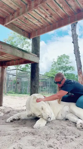 Vati love belly rubs ❤️ #NOTpets #lion #lioness #lions #whitelion #bigcat #bigcats #cat #cats #animal #animals #wow #amazing #belly #bigbelly #bellyrubs #Love #fl #florida #fyp 