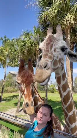 Get up close and personal with some of the most amazing animals on the planet! 🦁🦒🐘 #BuschGardens #WildlifeEncounters #animaladventures 