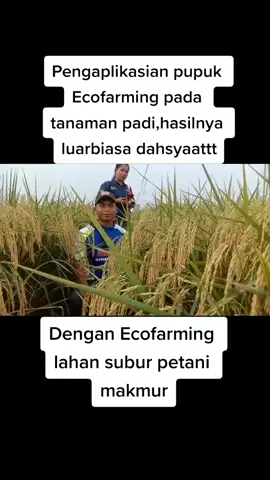 PUPUK ECO FARMING UNTUK PADI#bisnisviral#ptbestcorporation #bisnissyariah #antiriba #fyp 
