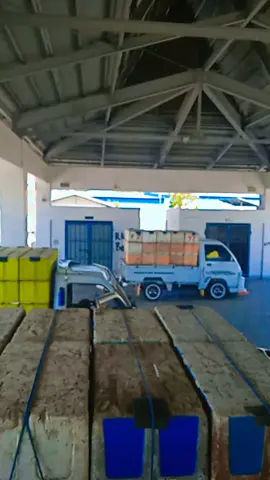 Oto ikan maumere #fishcarlogistic🚛 #nolimitnoasyik #maumeremanise 