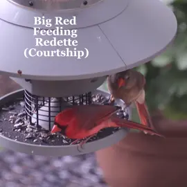 Cardinal’s courtship includes the male feeding the female. Sweet activity seen in pair bonding. #bird #redbird #ornitology #matingseason #cardinals #birdsoftiktok 