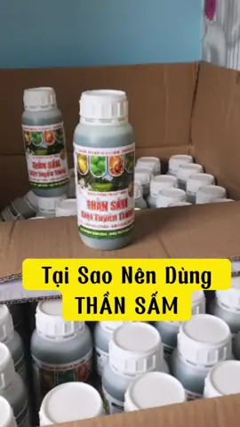 Thành Phần THẦN SẤM #sieuthicaygiong #welofarm #thansamdiettuyentrung 