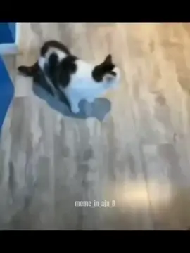 Lowres Cat #meme #memes #funny #video #cat #catsoftiktok #catlover #lowres #kokbisa #absurdhumor #memestiktok 