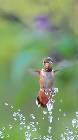 beautiful birds videos #ForYou #CapCut #foryoupage @TikTok @tiktok creators @Ali_Hyderabadi ❤️ @Zulqarnain Sikandar 