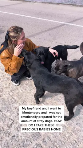 These precious fur babies have so much love to give - FIND THEM HOMES #dogs #montenegro #adoptdontshop #rescuedog #barmontenegro #fyp #furbabies #doggo #dogsoftiktok  