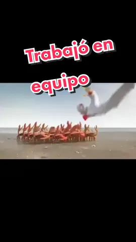 Trabajó en equipo - Liderazgo. #lider #trabajoenequipo #unidad #liderzgo #animales #peliculas #walmerpalacios #peliculas1minuto #refkexion #motivacion 
